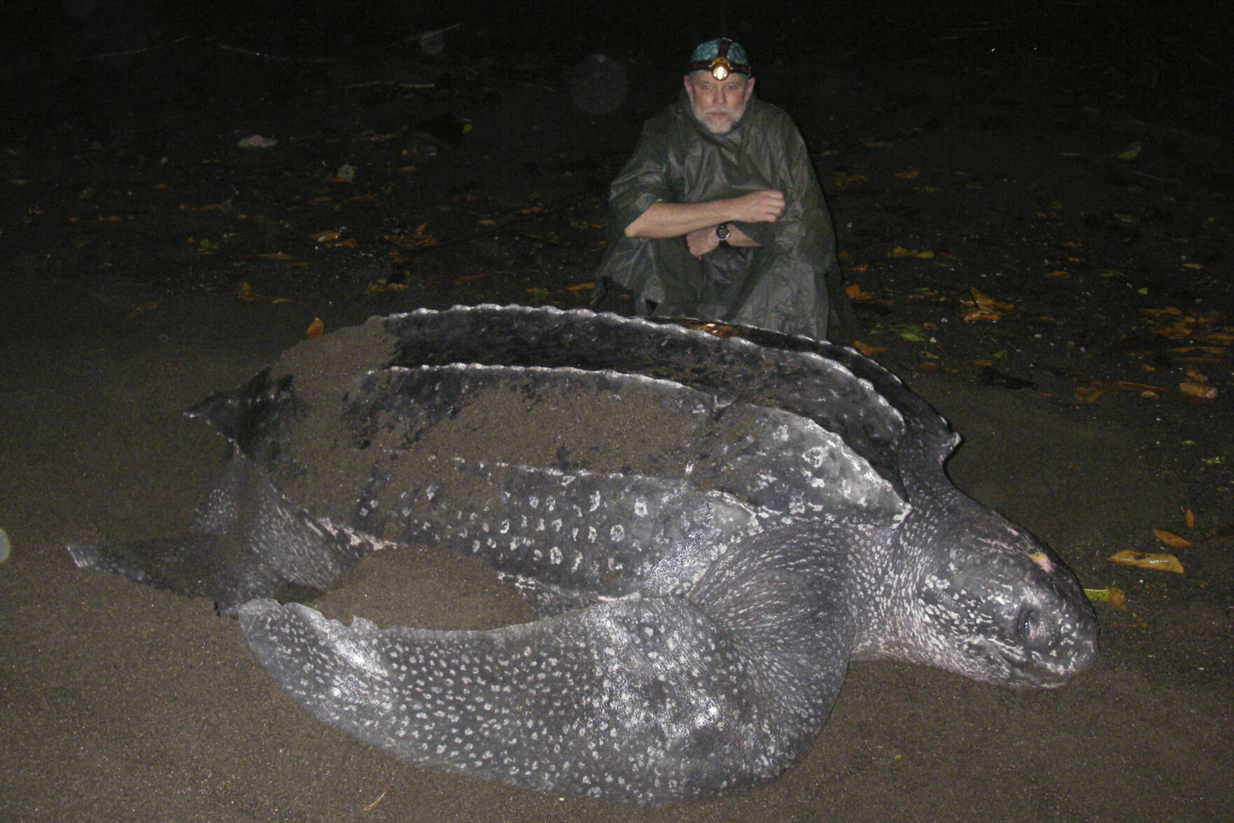 Sea Turtle Decline